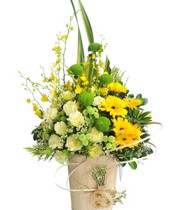 HOA CẨM CHƯỚNG - MAY MẮN 3