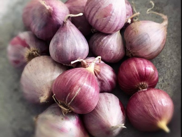 Rượu tỏi chữa bệnh