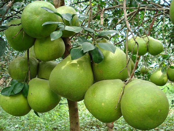 Cách chọn bưởi da xanh ngọt ngon