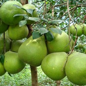 Cách chọn bưởi da xanh ngọt ngon