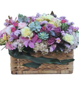 HOA CẨM CHƯỚNG - QUA MIỀN LÃNG DU