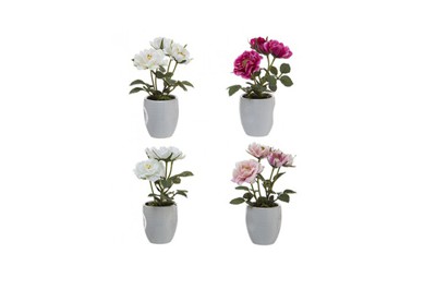 Chậu hoa hồng mini