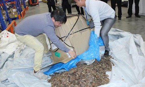 ការរកឃើញជញ្ជីងសត្វពង្រូលមួយចំនួនធំក្នុងការដឹកជញ្ជូនសម្ភារៈការិយាល័យ