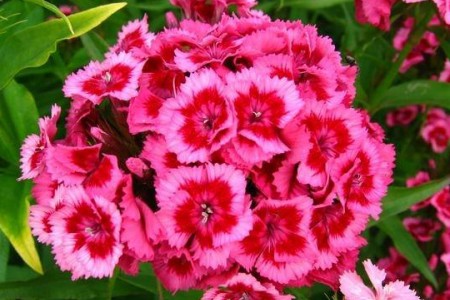 Cách làm hoa cẩm chướng bằng giấy nhún đơn giản mà đẹp