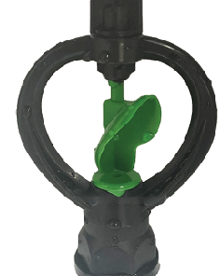 ក្បាលសាចទឹកតូច