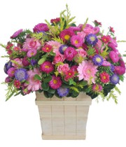 HOA ĐỒNG TIỀN - NGÀN LỜI YÊU THƯƠNG