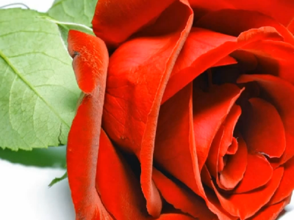 Ý NGHĨA HOA HỒNG