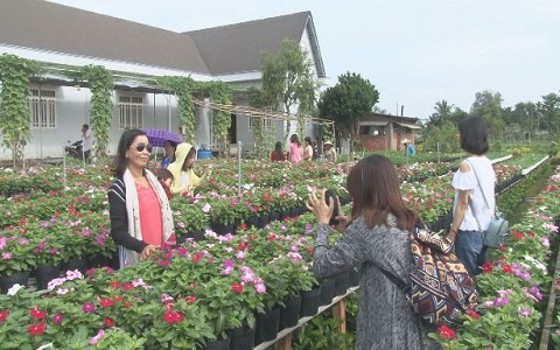 Sa Đéc, Nghệ An kín khách ngắm hoa đầu năm