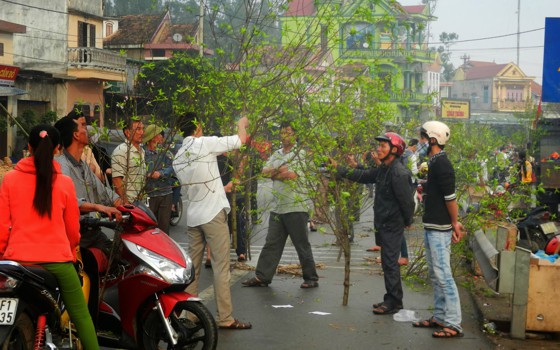 Làng hoa Lý Trạch rộn ràng vào Xuân