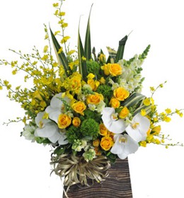 ផ្កាអ័រគីដេ - ធម្មតា