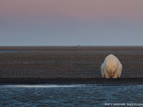 Nữ nhiếp ảnh gia lặn lội lên Bắc cực chụp ảnh gấu trắng và tuyết nhưng buồn thay, chẳng có tuyết, chỉ còn lại những hình ảnh này