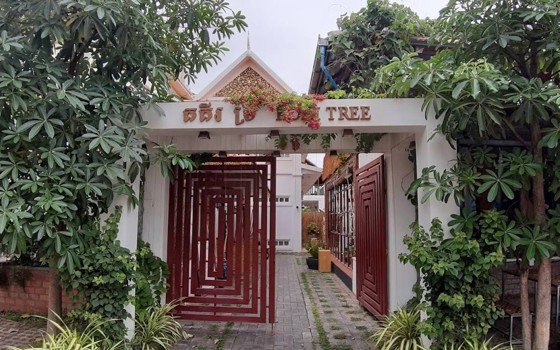 Koki-Tree ខេត្តសៀមរាប