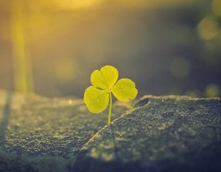 Làm tranh cỏ ba lá may mắn dành tặng người thân