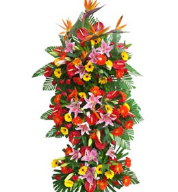 HOA ĐỒNG TIỀN - MÃ ĐÁO THÀNH CÔNG 1