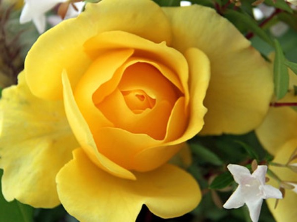 ក. រចនា គេហទំព័រដែលមានគំរូ ដូចខាងក្រោម។