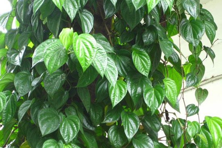 Chữa nhức đầu do thay đổi thời tiết với lá trầu không