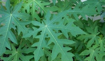 Chữa ung thư bằng lá đu đủ