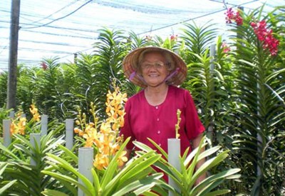 Bà “Trùm” hoa lan 70 tuổi kiếm 800 triệu/năm ở đất thép Củ Chi