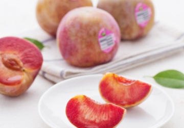 plum អាមេរិក