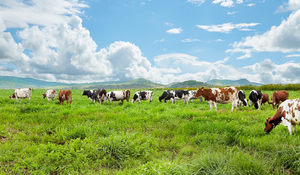 Vinamilk ផលិតទឹកដោះគោស្រស់សរីរាង្គស្តង់ដារអឺរ៉ុប