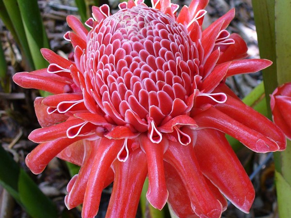 Tìm hiểu về cây Sen Đa lộc và ý nghĩa của nó