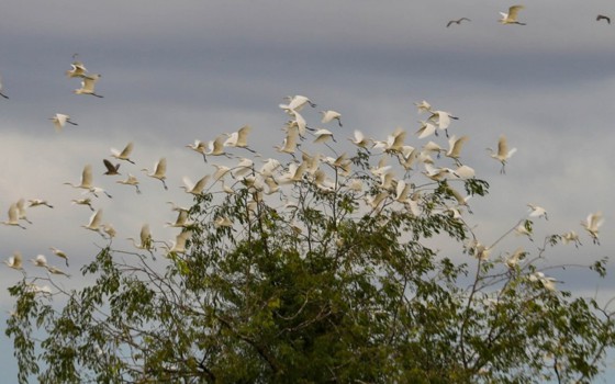 បឹង​ស្នេហ៍​កន្លែង​មើល​សត្វ​ស្លាប​រាប់​ម៉ឺន​ប្រភេទ​