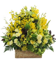 HOA CẨM CHƯỚNG - SUM VẦY