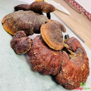 Nấm Lim Xanh Tự Nhiên 0,5Kg (Cỡ Đại)