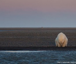 Nữ nhiếp ảnh gia lặn lội lên Bắc cực chụp ảnh gấu trắng và tuyết nhưng buồn thay, chẳng có tuyết, chỉ còn lại những hình ảnh này