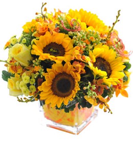 HOA LAN - ĐỒNG DAO MÙA HÈ