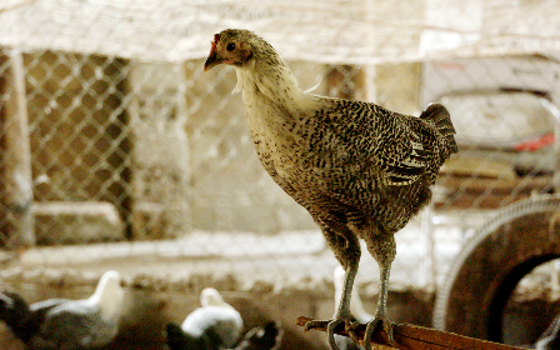 Thu nhập 300- 500 triệu đồng mỗi năm nhờ nuôi gà ác