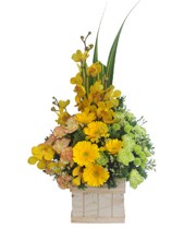 HOA ĐỒNG TIỀN - KHỞI ĐẦU MỚI