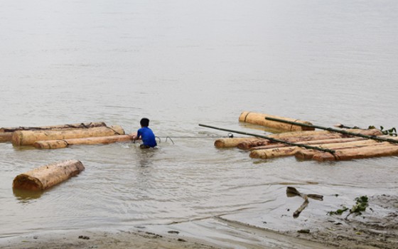 5 bè gỗ lậu tập kết dưới chân cầu