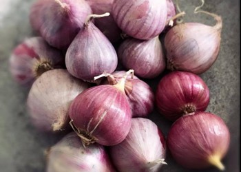 Rượu tỏi chữa bệnh