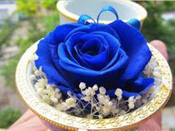 អំណោយដែលប៉ះអារម្មណ៍ - ប្រអប់តន្ត្រីសោយរាជ្យកំពូល