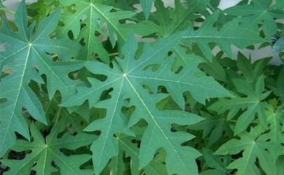 Chữa ung thư bằng lá đu đủ