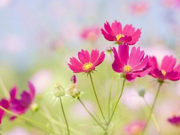 Ý nghĩa những loài hoa tặng mẹ nhân ngày Phụ nữ Việt Nam 20/10