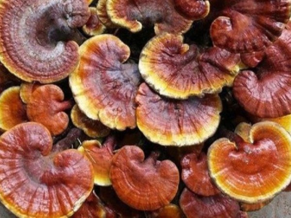 THU HÁI NẤM LIM XANH