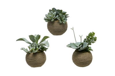 Chậu hoa Lotus jute