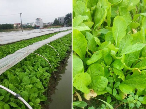 Tướng Rinh: Bà con tôi ở quê cũng trồng 2 luống rau, tôi góp ý mà không được