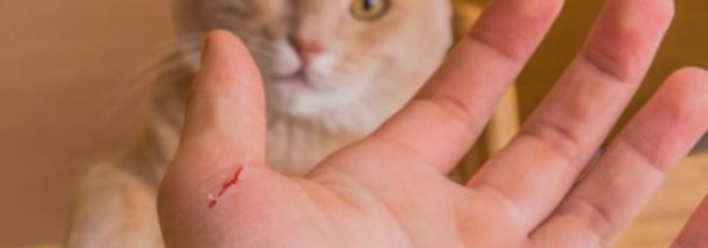 Bị mèo cào xước tay có nên chích ngừa dại?