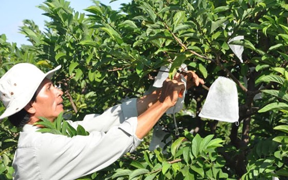 Tây Ninh sắp nhận 17.000 tỷ đồng đầu tư vào nông nghiệp