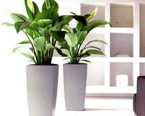 PHƯƠNG PHÁP LÀM SẠCH CÂY CẢNH