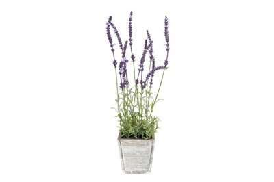 Chậu hoa Lavender trung