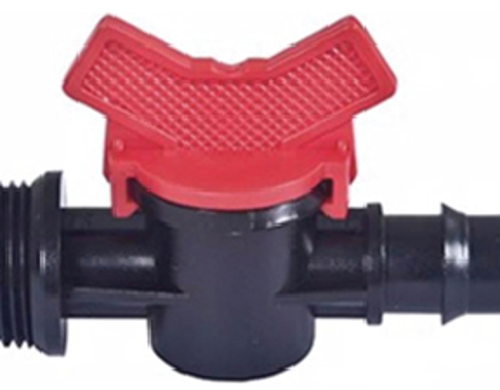 វ៉ានតូចធ្មេញក្រៅ