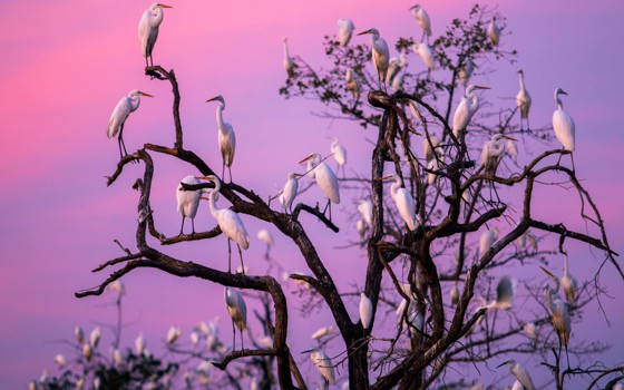 ជំរំសត្វស្លាប បឹងព្រះពន្លៃ 