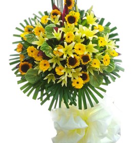 HOA ĐỒNG TIỀN - CÁT TƯỜNG NHƯ Ý 2