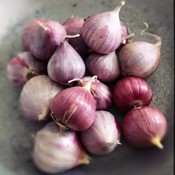 Rượu tỏi chữa bệnh