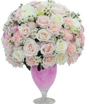 HOA HỒNG - ROSE RAPTURE