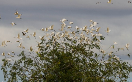 បឹង​ស្នេហ៍​កន្លែង​មើល​សត្វ​ស្លាប​រាប់​ម៉ឺន​ប្រភេទ